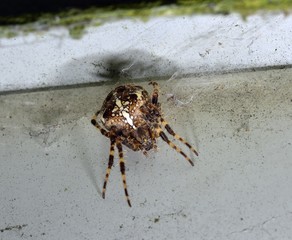 Euroopean Garden Spider on is orb-shaped web