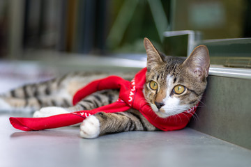 Portrait of striped Thai cat with red scarf