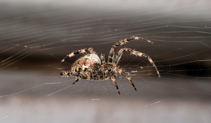 Euroopean Garden Spider on is orb-shaped web