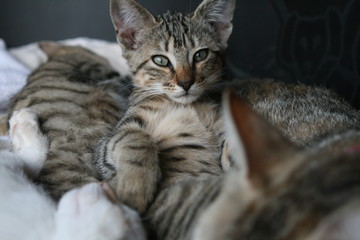 chaton