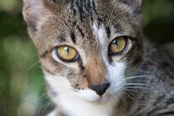 Naklejka na ściany i meble Close up face striped Thai cat, pattern striped cat 
