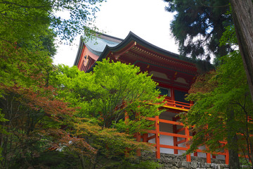 京都_比叡山_青もみじ