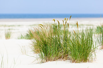 Tuft Of Grass In Beach Dunes, Germany