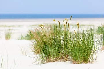 Papier peint photo Herbes des dunes Tuft Of Grass In Beach Dunes, Germany  © IndustryAndTravel