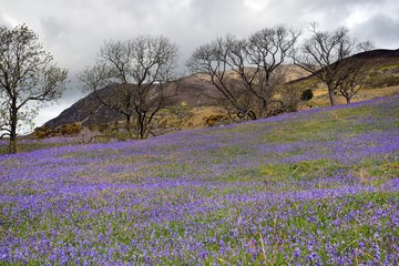 Obraz premium Rannerdale Bluebells in full bloom