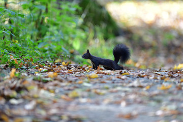 Squirrel runs around the leaves in autumn and looks for food