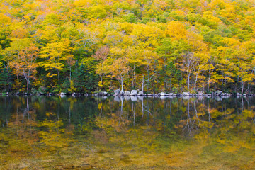 Colorful Autumn Foliage of White Mountains in New England