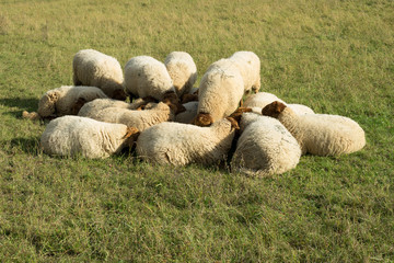 Schlafende Schafe