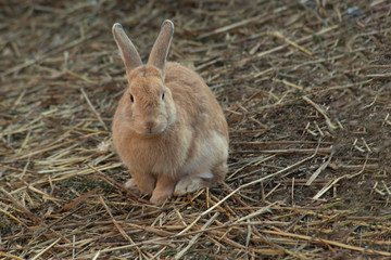 rabbit in nature garden ,easter
