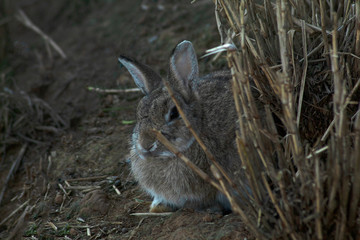 rabbit in nature garden ,easter