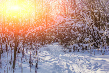snowy winter forest in sunny weather. winter landscape. Trees in the snow. Snowy forest trails.