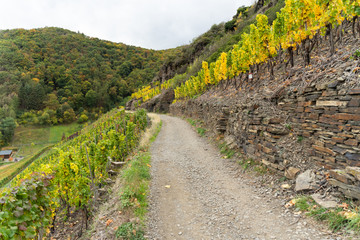 Fototapeta na wymiar Hiking on the red wine trail in the Ahr valley in the rain