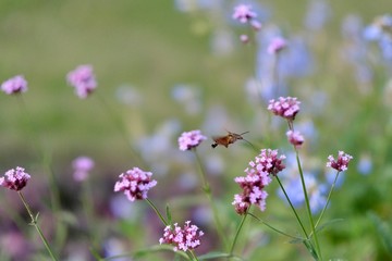close up one flying hummingbird hawkmoth suck nectar from pink vervain flower. Blur background