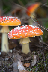 macro photography of mushrooms in the forest, amanita muscaria,  fly amanita, autumn colors