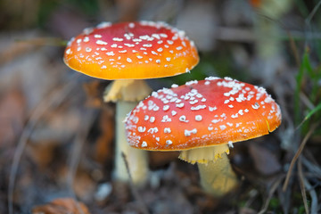 macro photography of mushrooms in the forest, amanita muscaria,  fly amanita, autumn colors