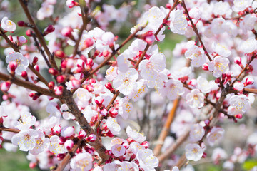 Spring