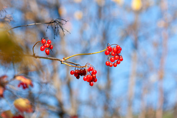 Ripe viburnum berries on a branch on a sunny day Close-up on a background of blue sky