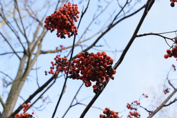 bunch of red mountain ash