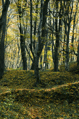 Gloomy forest in late autumn with yellow leaves