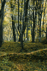 Fototapeta na wymiar Gloomy forest in late autumn with yellow leaves