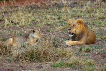 A Southern Lion (Panthera leo melanochaita) also as an Eastern-Southern African Lion or Eastern-Southern African Lion.Mating pair lying in the grass in an open steppe.
