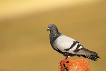 Feral pigeons (Columba livia domestica), also called city doves, city pigeons, or street pigeons...
