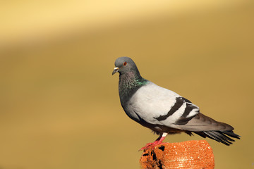 Feral pigeons (Columba livia domestica), also called city doves, city pigeons, or street pigeons sitting sitting on old village roof.