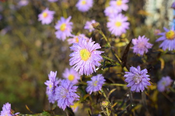 Fototapeta premium flowers in the garden