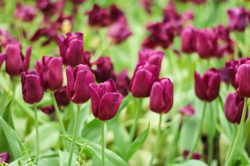 Beautiful purple tulip flower with green leaf.