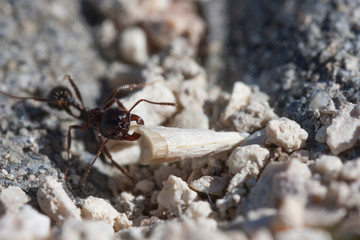 macro photographed ant image