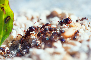 macro photographed ant image