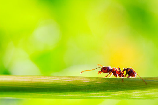 macro photographed ant image