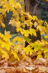 Beautiful yellow autumn maple leaves on branches with a blurred background.