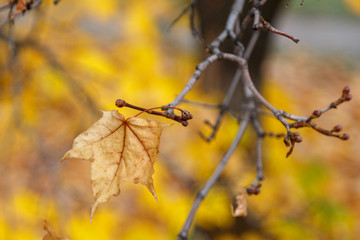 Beautiful yellow autumn maple leaves on branches with a blurred background.