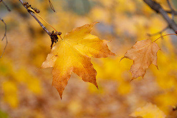 Beautiful yellow autumn maple leaves on branches with a blurred background.
