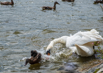 A swan chases off a duckling in a pond at Leases Park, Newcastle