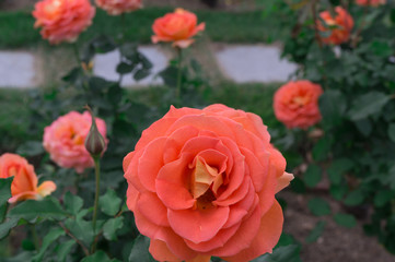 Nakanoshima Rose Garden -Golderze-