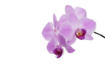 Fototapeta na wymiar An orchid flower on a white background.