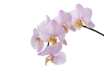 Obraz na płótnie Canvas An orchid flower on a white background.
