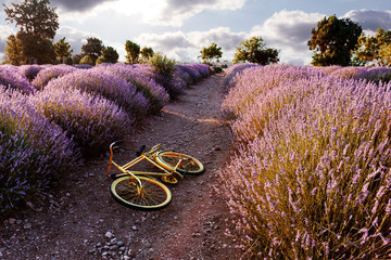 yellow bicycle in the lavender fields