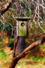 bird nest in robin bird