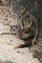 Wallaby Mutter Baby Australien