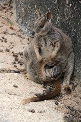 Wallaby Mutter Baby Australien