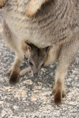 Fototapeta premium Wallaby Mutter Baby Australien