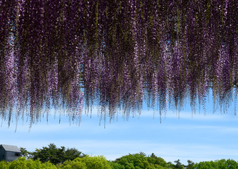 藤の庇の向こう側