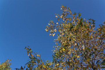 Autumn leaves of Tsurumi Ryokuchi Park, Osaka