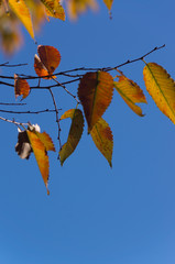 Autumn leaves of Tsurumi Ryokuchi Park, Osaka