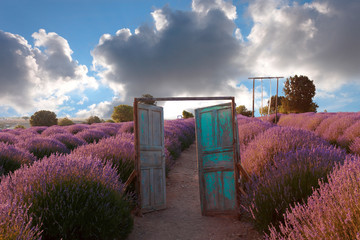 lavender gardens, lavender cultivation