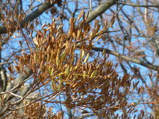 branches of a tree