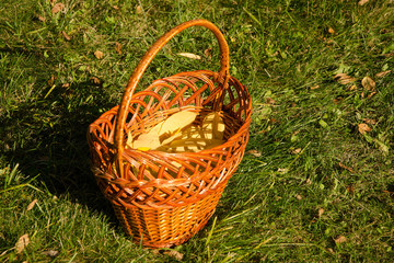 yellow leaves in wicker basket on green grass in autumn.